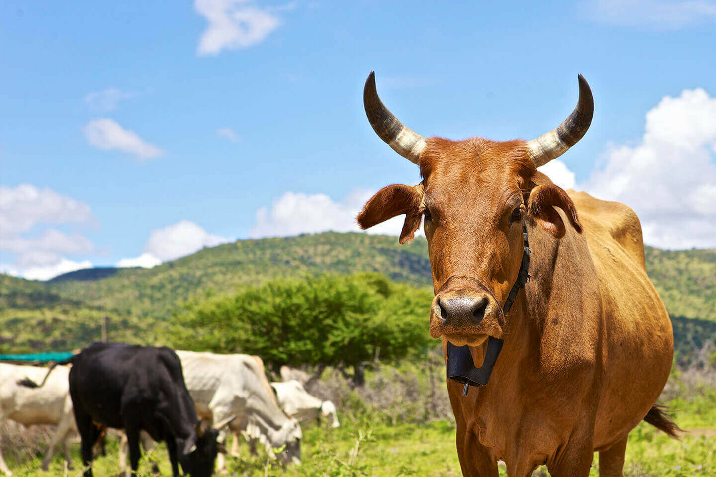Livestock Feed